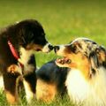 Luni und Joki, da war die Welt noch in Ordnung!????