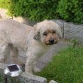 Benny_201508