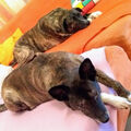Nacho vermisst dich auch und Herrchen!