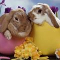 Frohe Ostern