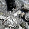 Ein Bad im Bergbach im Allgäu