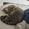 Es fehlt mir so mit dir zu kuscheln und dich schnurren zu hören?