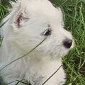 Lili 