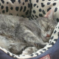 Schlafende kleine Tigerin