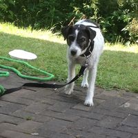 Unsere Sonnenanbeterin