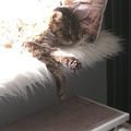 Auf deiner Fensterbank im Schlafzimmer