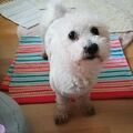 Mein unersetzlicher Schatz Snoopy ❤️