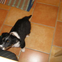 Mein Ballou als Welpe 2010