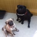 Dein Freund Mylo & Du. Auch er vermisst Dich schmerzlich ????