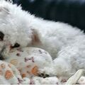 Unser treues Mädchen Snowy ❤️