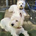 Lasse und Lili mein Leben 