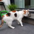 Eine Rose von Kiki für Simba.
