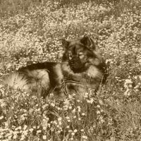 Cherokee auf der Blütenwiese