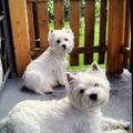 Lasse&Lili. Geliebt und unvergessen♥️♥️❤️