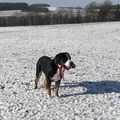 Ludwig liebte den Schnee 