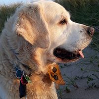 Rico, unser Schmusebär.Unser treuer, fröhlicher Begleiter...