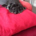 Bentley unser Guter
