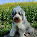 Jacky - Marisilver Black Berry