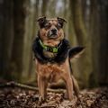 Balou hat in unseren Herzen sein Pfotenabdruck hinterlassen.