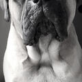 Bullmastiff Baloo