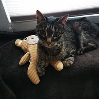Jerry auf seinem Lieblingsplatz ❤️