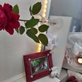 Die Rose ist aus deinem geliebten Garten ♥️♥️