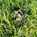 Dein hohes Gras im Sommer, genießt es auf eurer Regenbogenwiese 