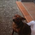 Cleo , die liebe , kleine Pummelfee