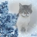 Minki ❤ für immer geliebt und unvergessen 