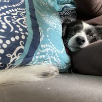 Kuscheln