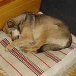 Mit hunden gassi gehen tierheim