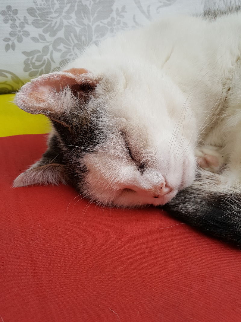 Ruhe In Frieden Sprüche Für Katzen