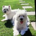 Lasse und Lili 
