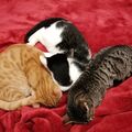 Haku, Hilda und der Sternenkater Heiji