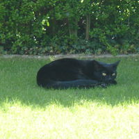 Chillen im Schatten