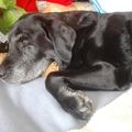Kira unser Seelenhund ♥