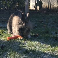 20. Januar 2019
Hopsi
