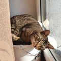 ????????❤️mein wunderschöner kater ????ich vermisse dich ???