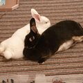Finja und Candy