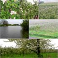 Obstblüte im Alten Land 