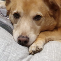 Tino ❤️deine Oma wird dich sehr vemissen ????