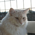 Kimba