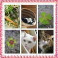 Mein himmlisches Kleeblatt Minna, Fee, Gismo und Jule