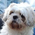 Mein Seelenhund Filou