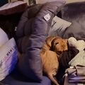 Loki liebte meine Kissen