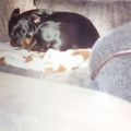 unser Rambo