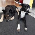 Murphy und Farina September2023