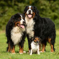 Chelsy und Zabo mit klein Hetti