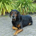 unser Seelenhund Benny, er verstarb 2010