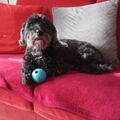Bentley